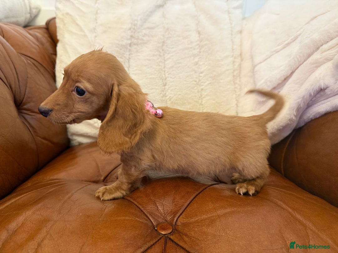 Miniature Dachshund dogs for sale: Beautiful Cream Longcoats Miniature Dachshund  - Advert 14