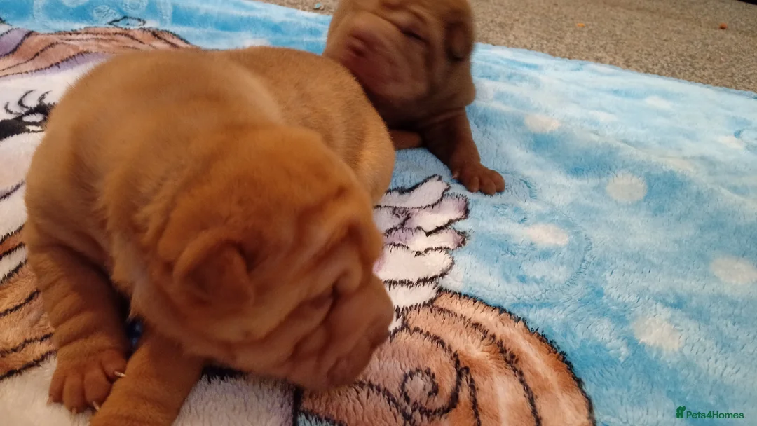 Shar Pei dogs for sale: Shar pei pups  in Manchester - Advert 1