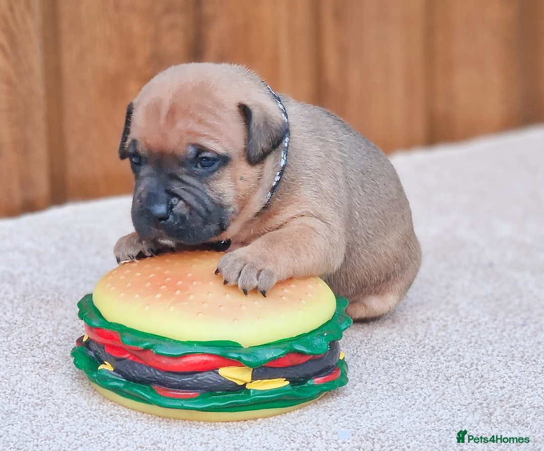 Staffordshire Bull Terrier dogs for sale: SHOW QUAILTY RED STAFF PUPPIES COI 2.9% 🐶 🔥🔥😍 - Advert 16