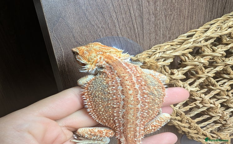 Bearded Dragon reptiles - Advert 12