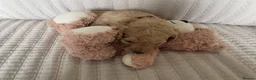 Cockapoo dogs for sale: Golden Cockapoo Puppies - Advert 20