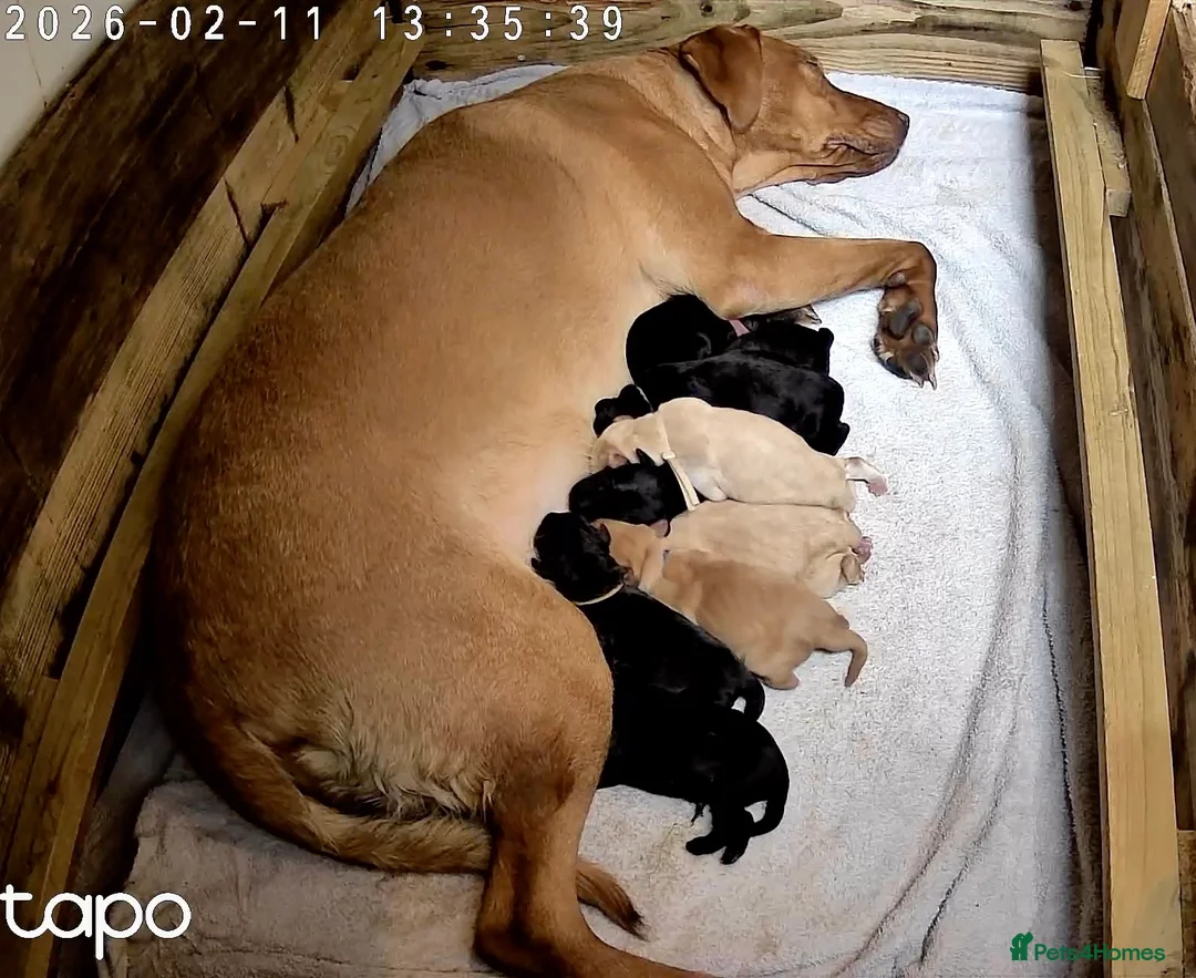 Labrador Retriever dogs for sale: Labrador Retriever Red Fox/Black KC reg Puppies  - Advert 9