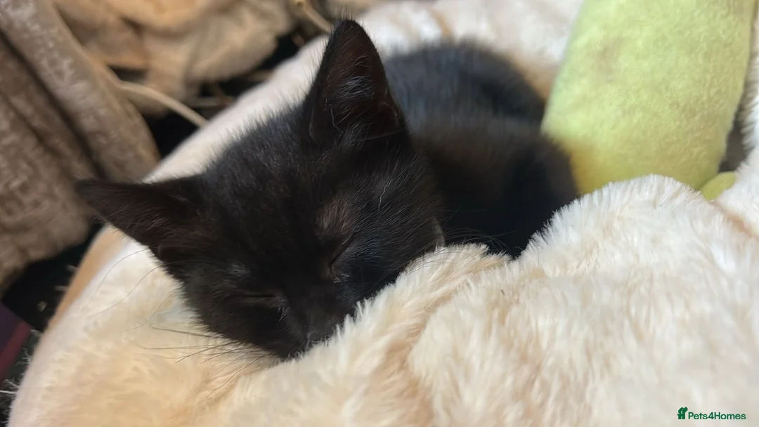 British Shorthair cats for sale: British short hair cross kittens only 2 left - Advert 1