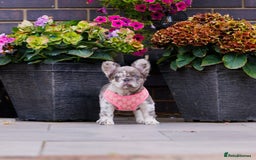 French Bulldog dogs for sale: Top girls ready to leave  - Image 16
