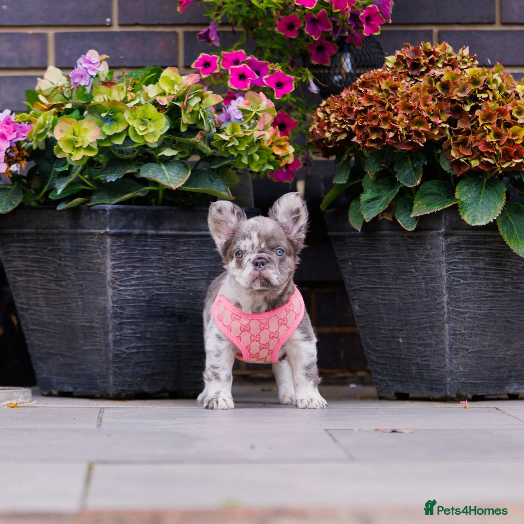 French Bulldog dogs for sale: Top girls ready to leave  - Image 16