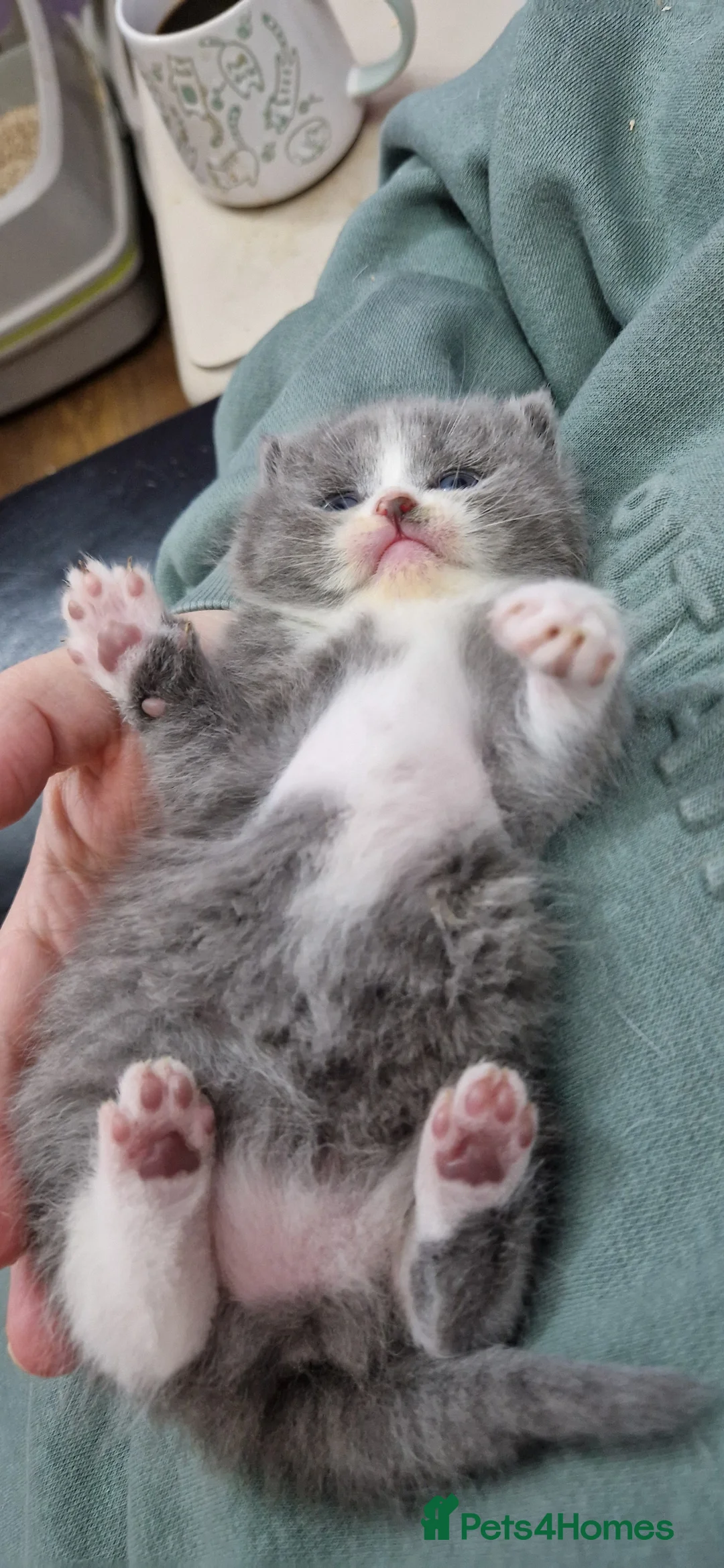 Persian cats for sale: Persian Kittens - Advert 14