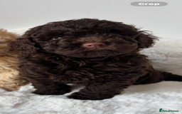 Cavapoo dogs for sale: 1 Chocolate Cavapoo left‼️ - Image 3