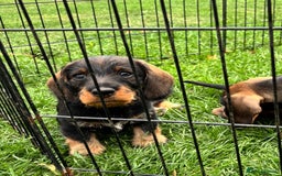 Dachshund dogs for sale: Wirehaired dachshund (Teckel) puppies - Image 5