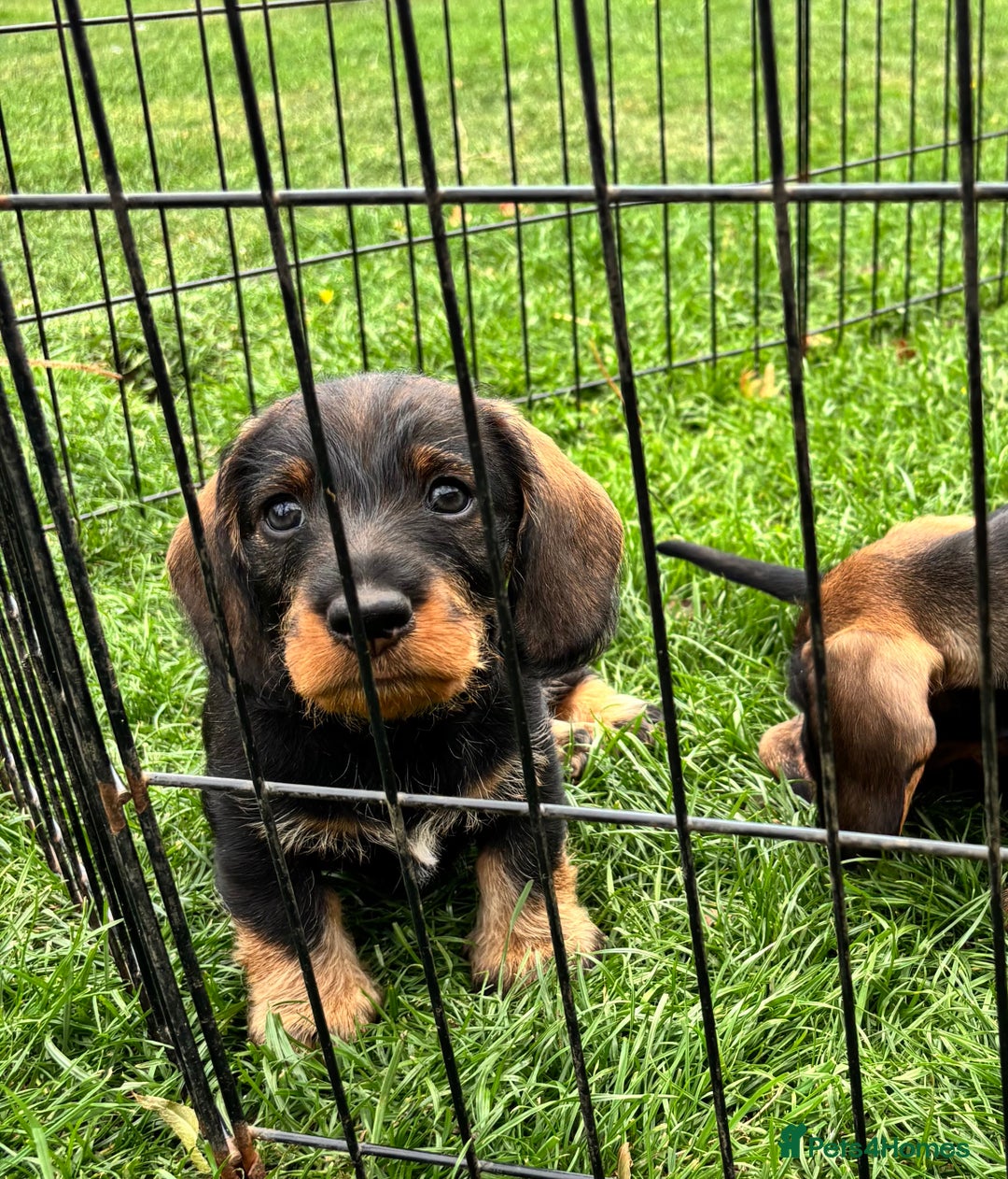 Dachshund dogs for sale: Wirehaired dachshund (Teckel) puppies - Image 5