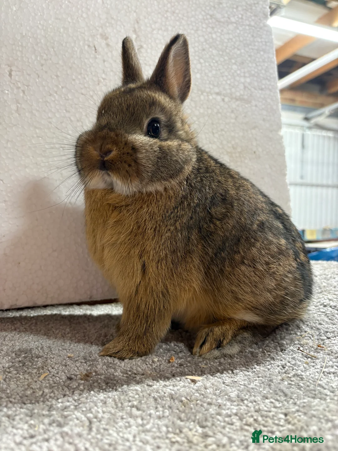 Netherland Dwarf rabbits for sale: Netherland Dwarf Baby Bunny  - Advert 5