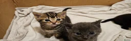 Mixed Breed cats for sale: Mixed breed kitten  - Advert 7