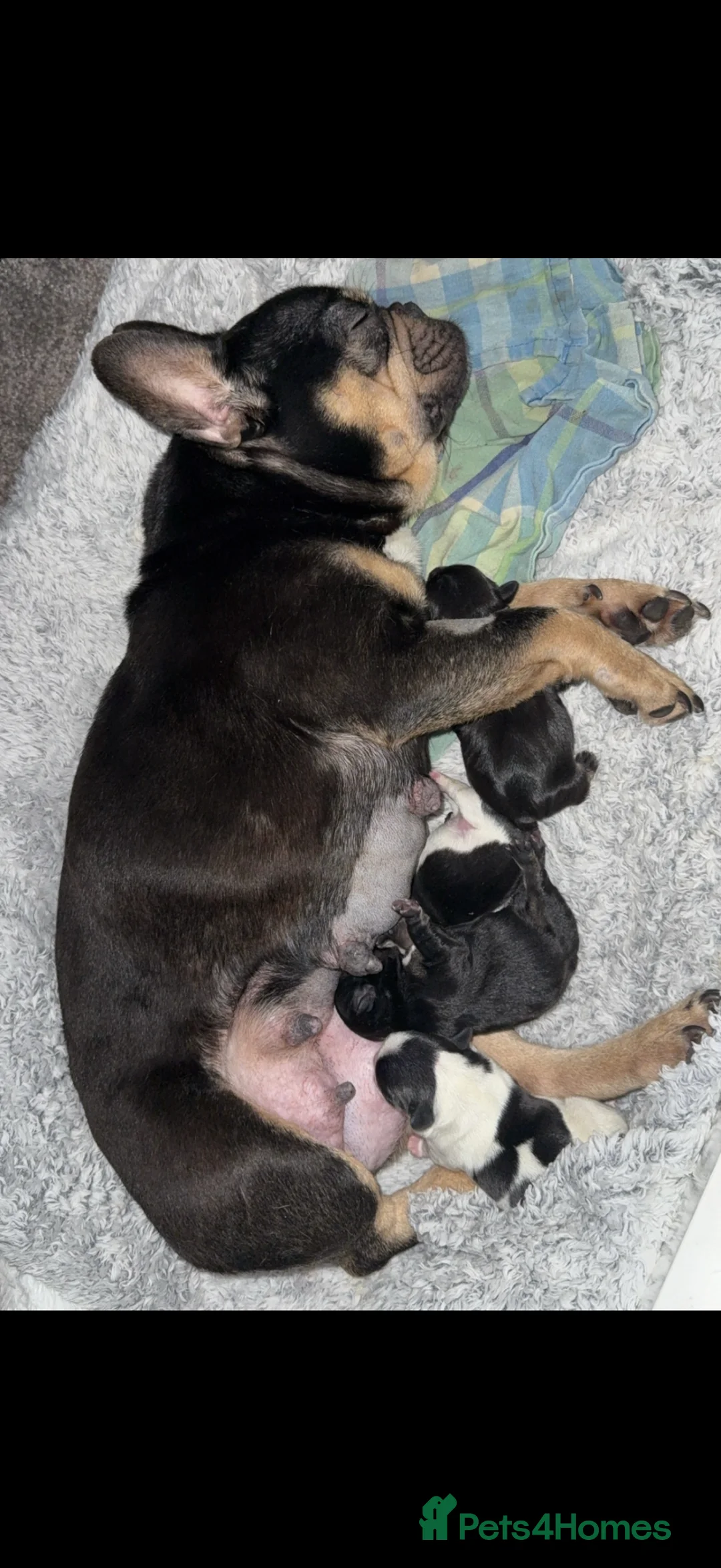 French Bulldog dogs for sale: 4 french bulldog puppies for sale  - Advert 12