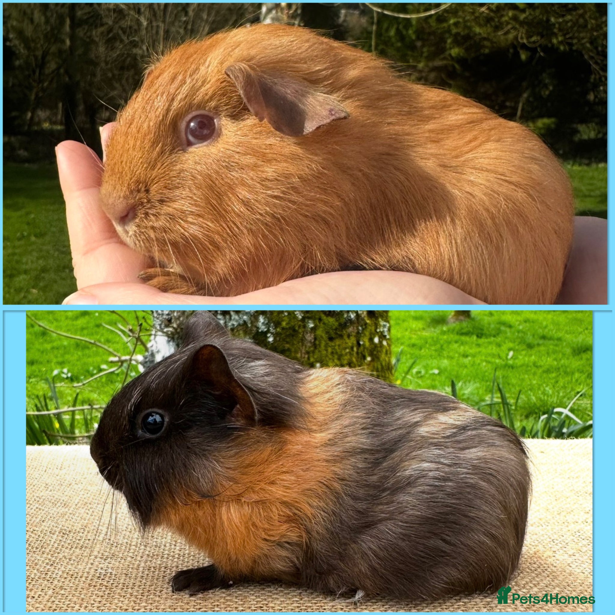 Guinea Pig rodents Bonded Pair of Baby Boars - Advert 1