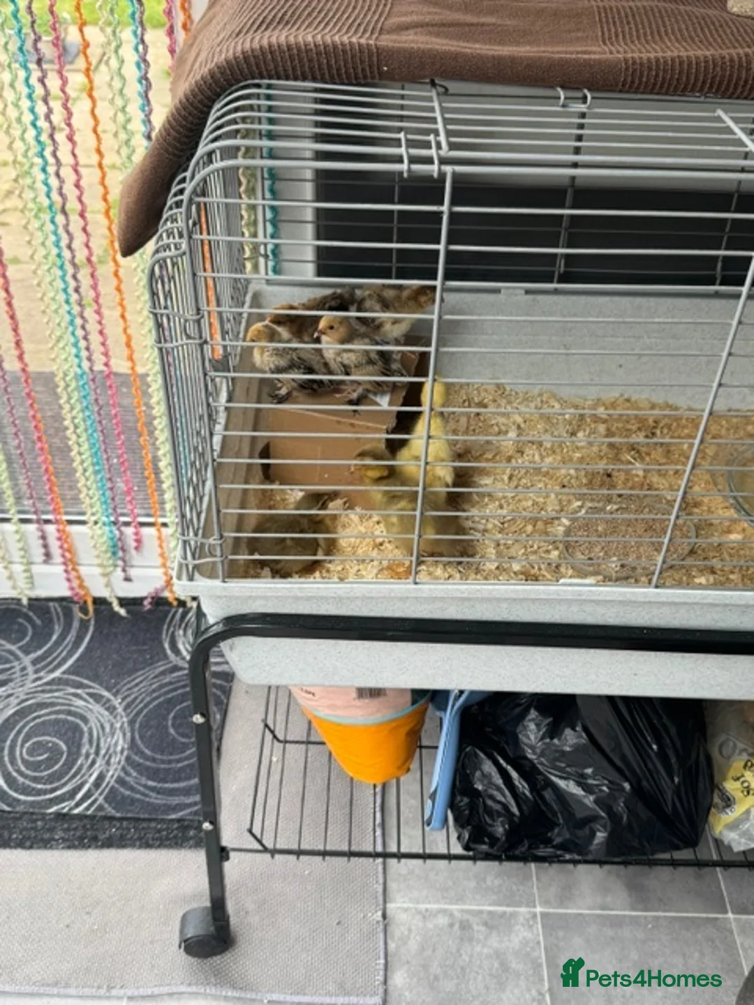 Mixed Breed poultry for sale: Beautiful Runner Duckling Chicks & Bantam Chicks in Bridgwater - Advert 2
