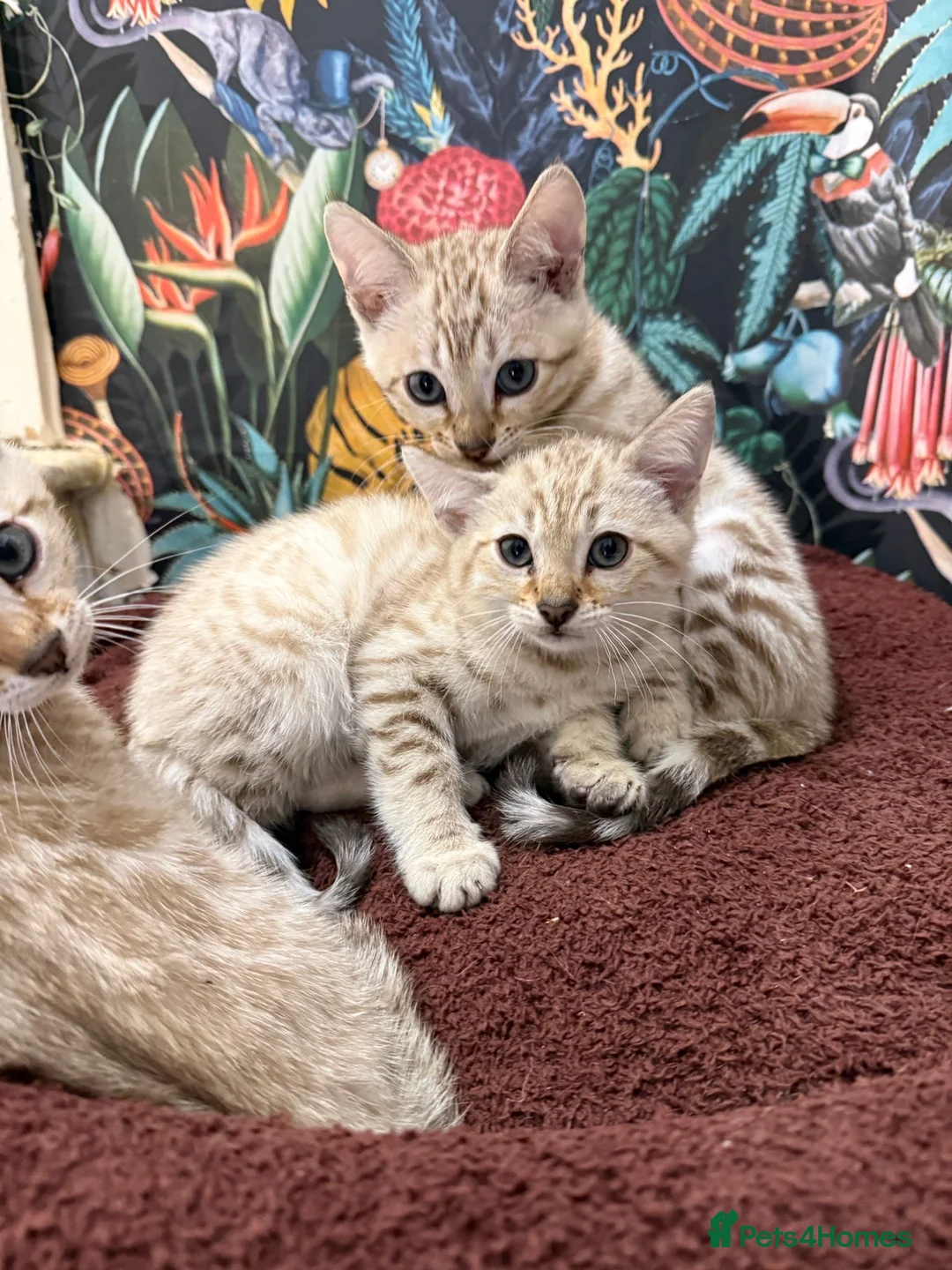 Bengal cats for sale: TICA Registered Bengals - Advert 13