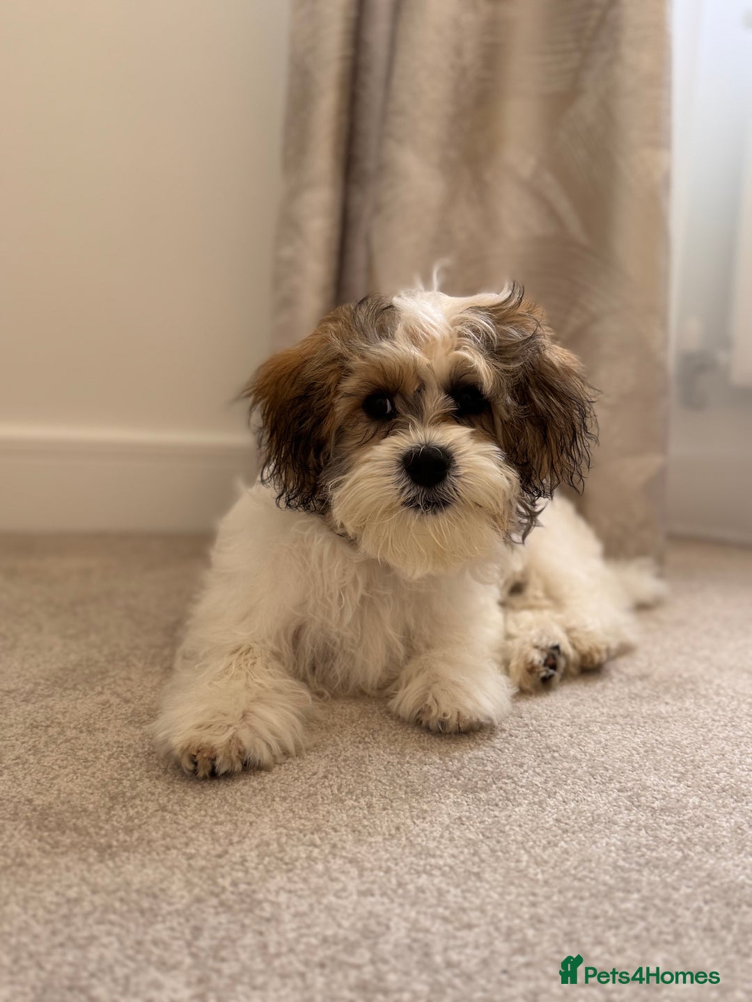 Maltese Shih Half Yorkie Half Shih Tzu Puppies Bichon Frise Cross