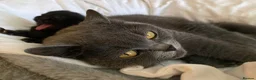 British Shorthair cats for sale: Exclusive Pedigree British Shorthair Kittens - Advert 25