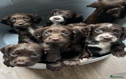 Cocker Spaniel dogs for sale: Cocker spaniel  - Image 8