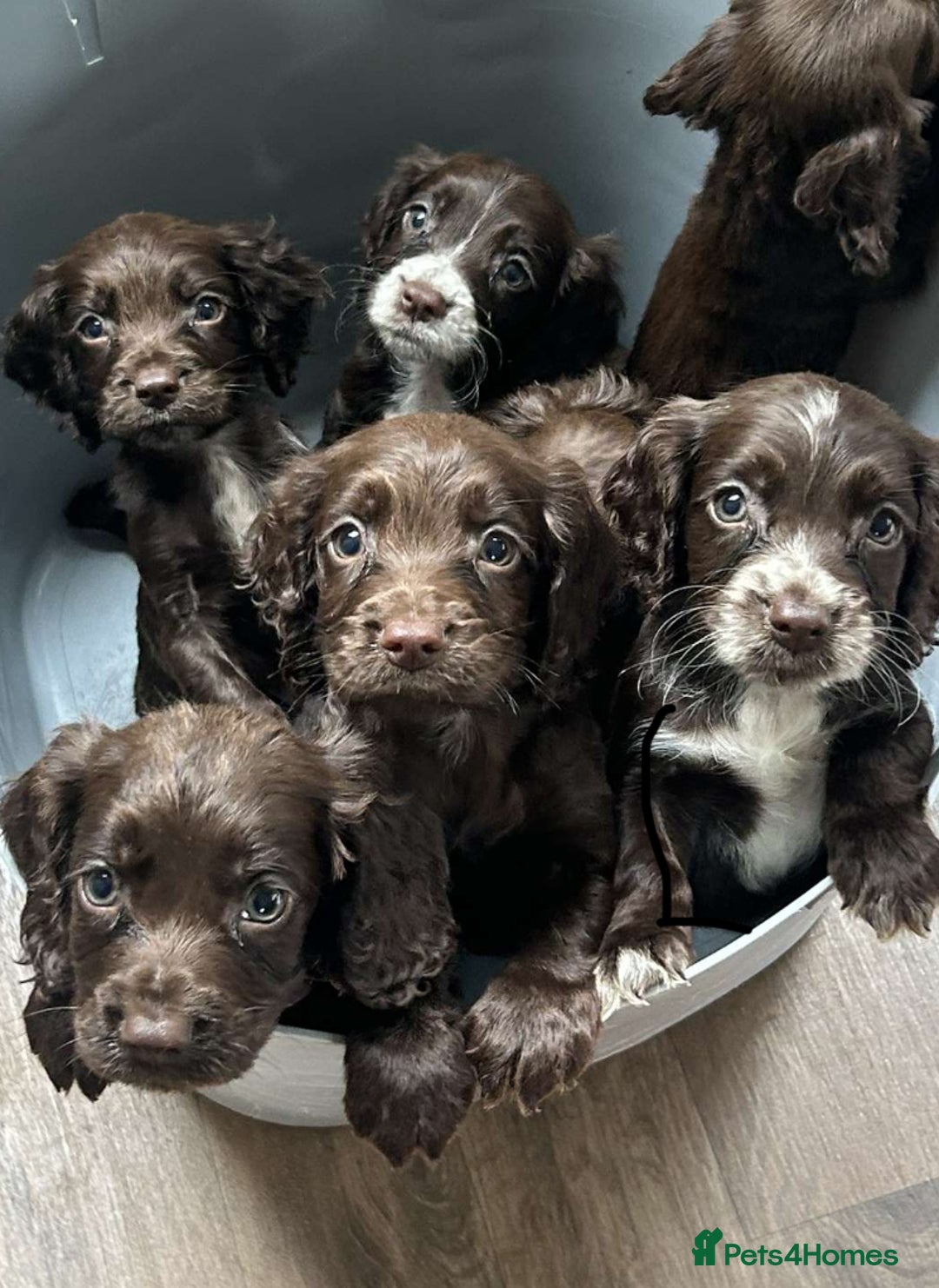 Cocker Spaniel dogs for sale: Cocker spaniel  - Image 8