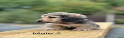 Miniature Dachshund dogs for sale: Miniature shaded cream longhaired Dachshund  - Advert 15