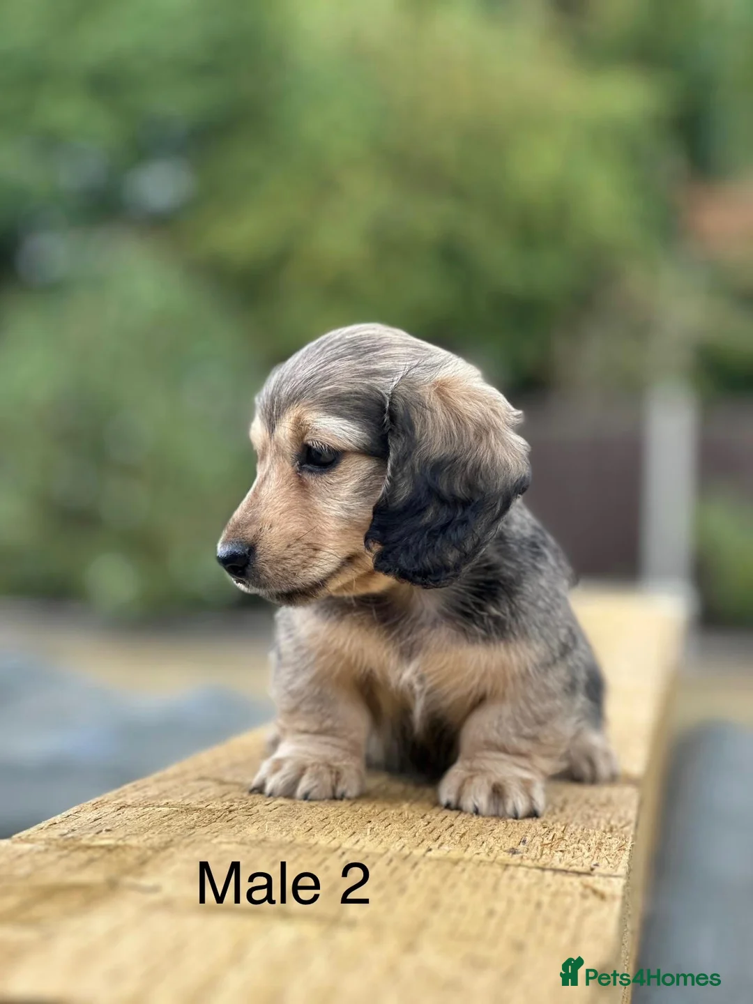 Miniature Dachshund dogs for sale: Miniature shaded cream longhaired Dachshund  - Advert 15