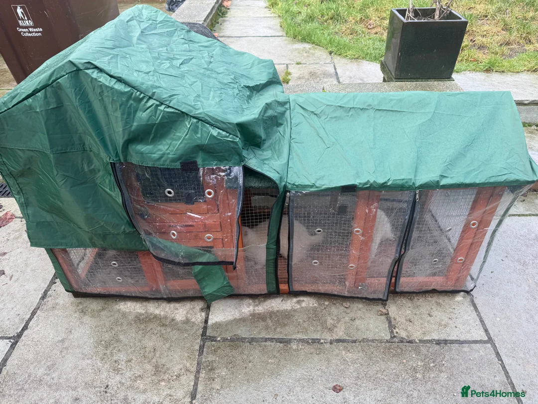 Ferret rodents for sale: 2x male ferrets  - Advert 6