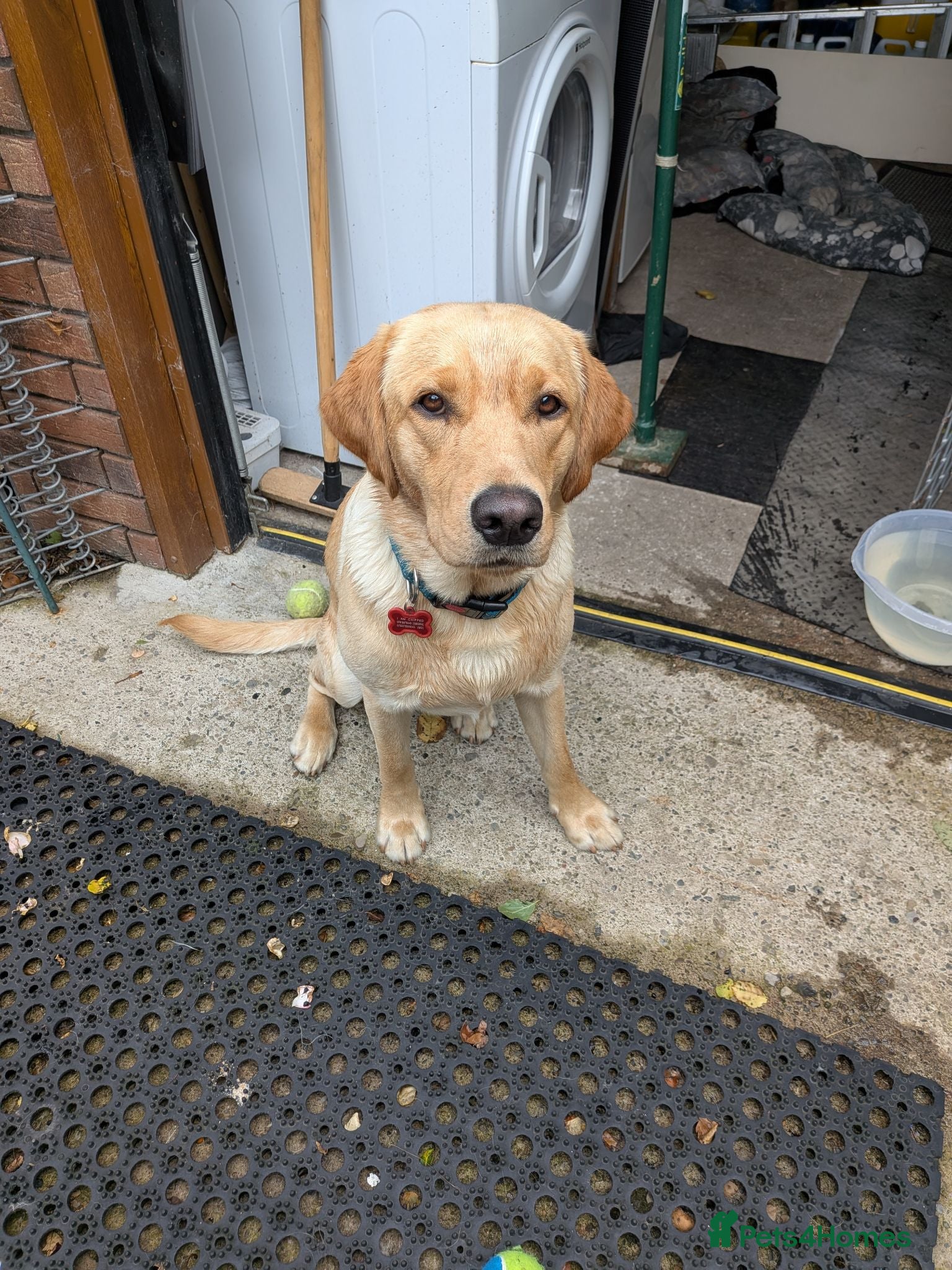 Labrador Retriever dogs Max Golden Labrador  - Advert 4