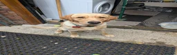 Labrador Retriever dogs for stud: Max Golden Labrador  - Advert 1