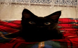 Maine Coon cats for sale: 2 amazing Maine Coon girls💞💞💞 - Image 24