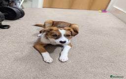 Mixed Breed dogs for sale: Roo - Lovely Small Dog - Image 16