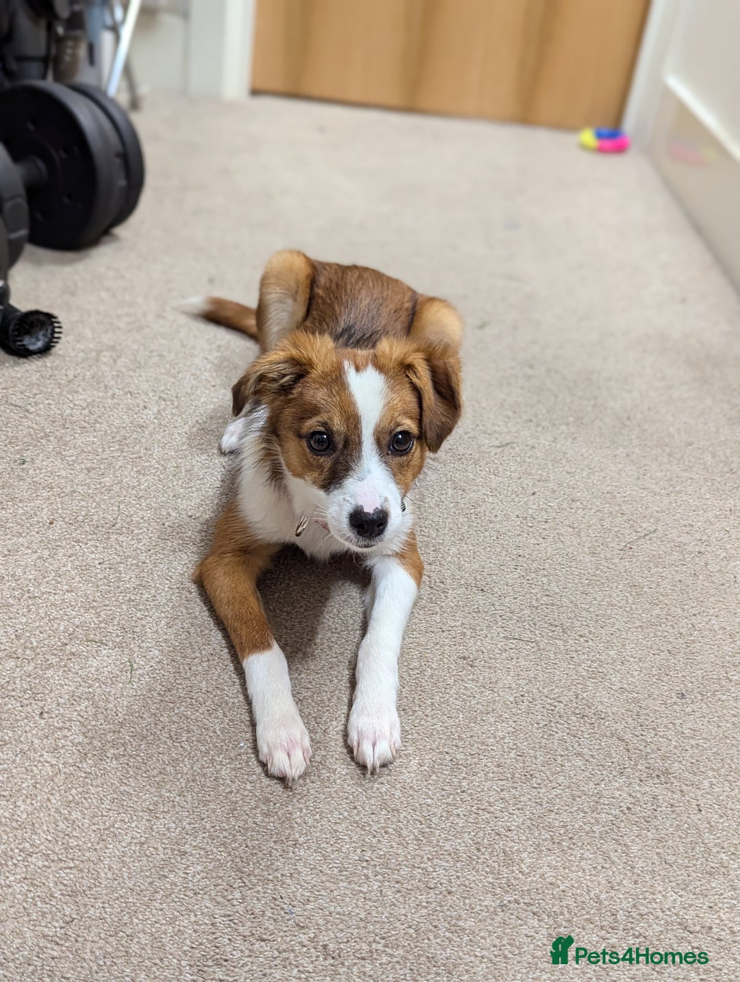 Mixed Breed dogs for sale: Roo - Lovely Small Dog - Image 16