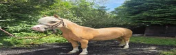 Welsh Section A horses for sale: Lawkholme aurora  - Advert 3