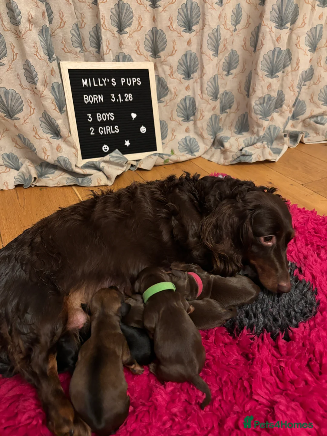 Miniature Dachshund dogs for sale: KC registered health tested miniature dachshunds - Advert 18
