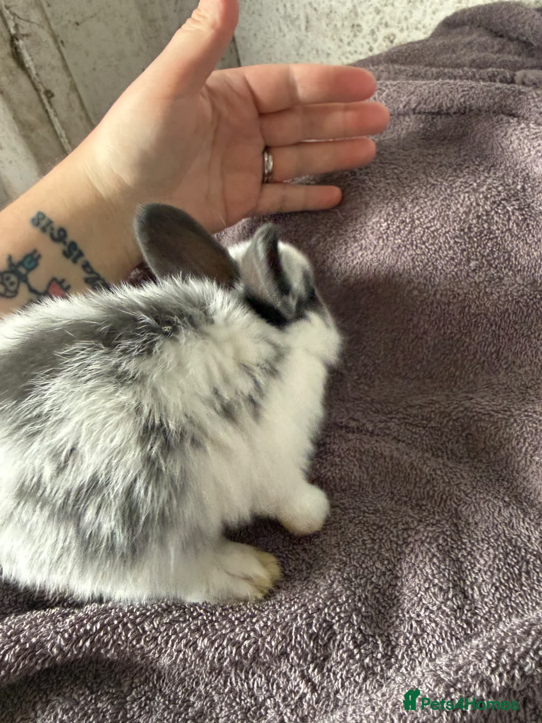 Mini Lion Lop rabbits for sale: Lion lop bucks in Droitwich - Advert 6