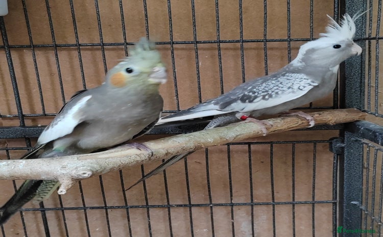 Cockatiels birds - Advert 1