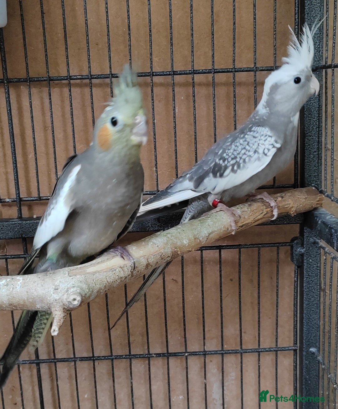 Cockatiels birds for sale: Young aviary bred Cockatiels  - Image 1