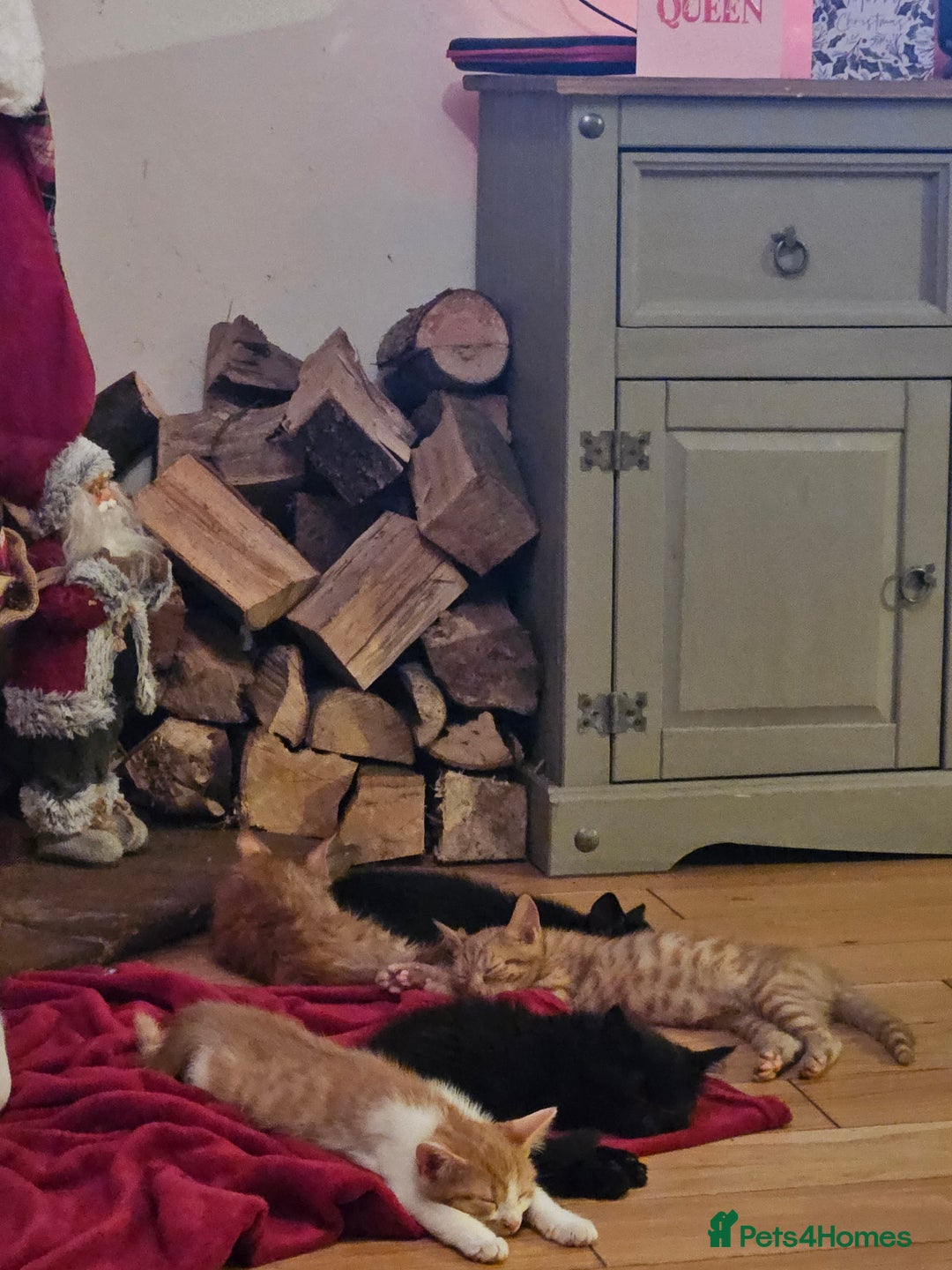 Mixed Breed cats for sale: Very cute 10 week old kittens  - Advert 1