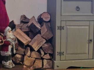 Mixed Breed cats Very cute 10 week old kittens - Advert 2