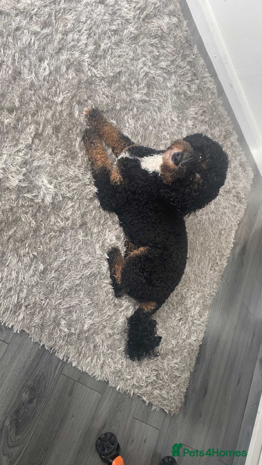 Shihpoo dogs for stud: Shih-poo for stud - Image 2