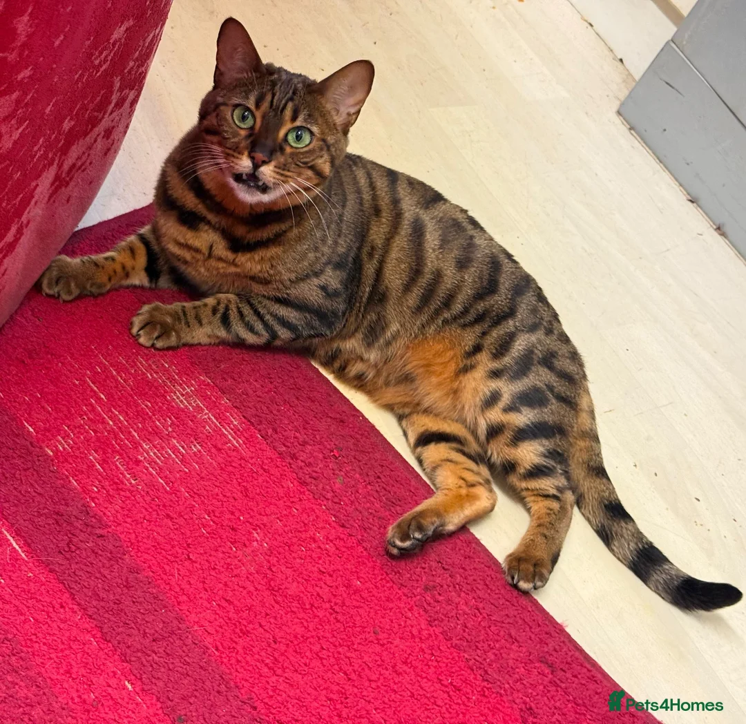 Bengal cats for sale: Female Friendly Bengal pet - Advert 1