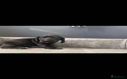 Mixed Breed dogs for sale: Docker puppy’s  - Image 4