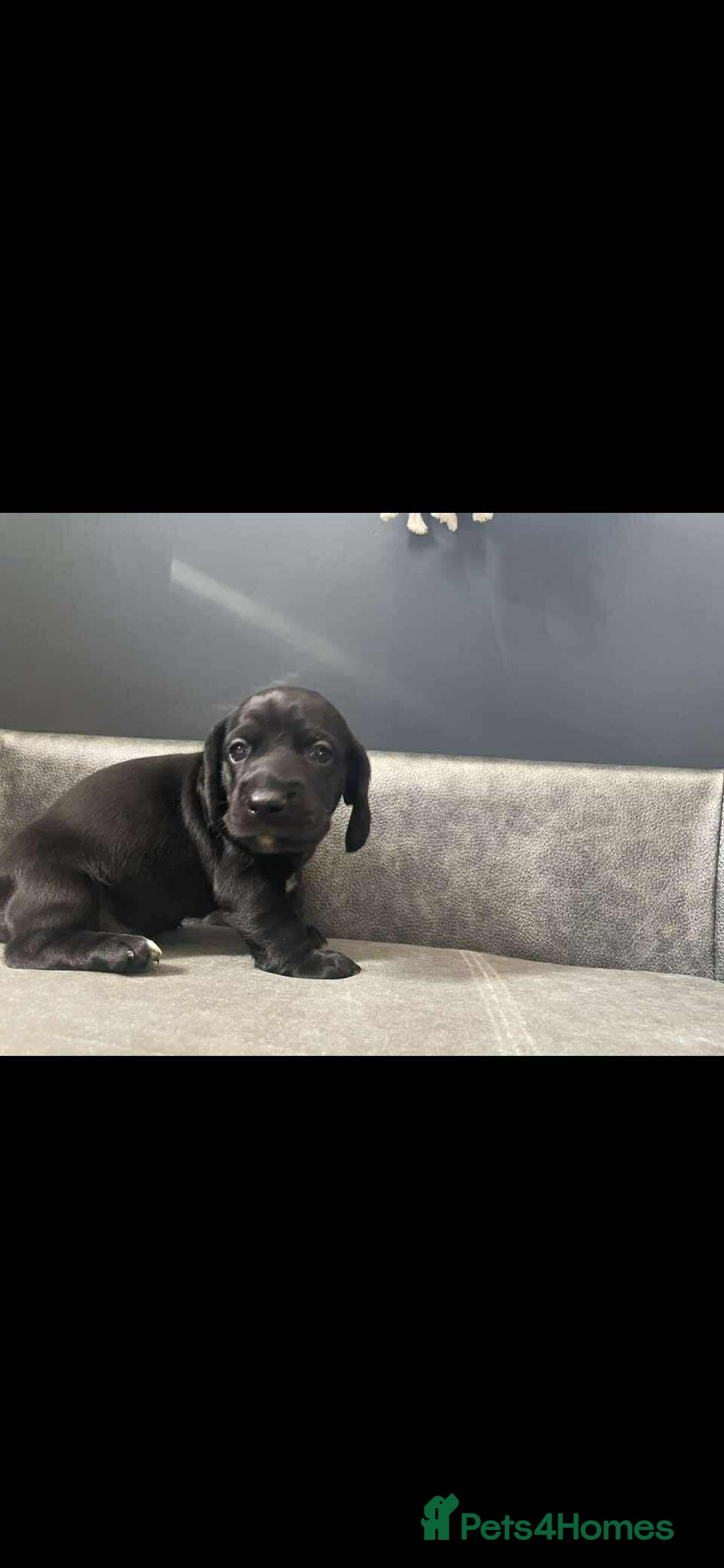 Mixed Breed dogs for sale: Docker puppy’s  - Image 4