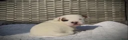 Jack Russell dogs for sale: Jack russell  - Advert 6