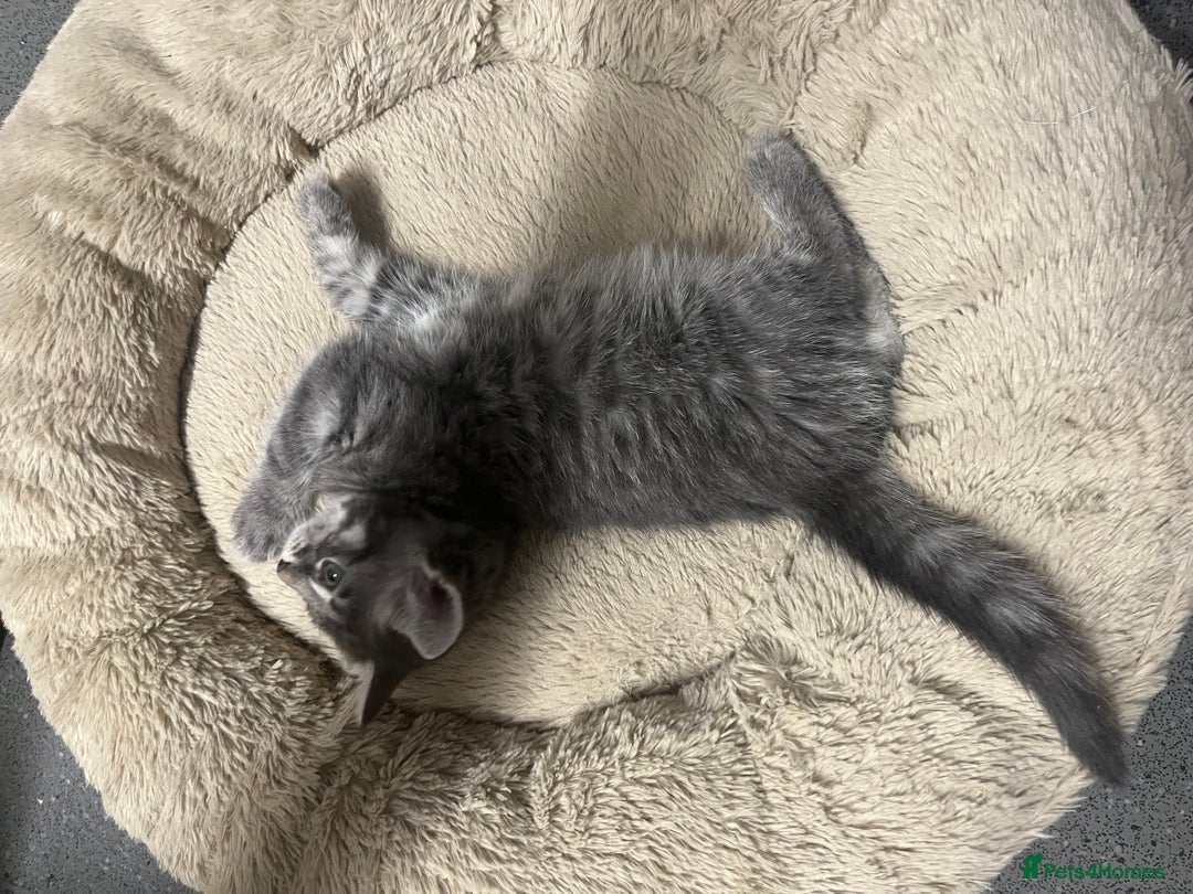 Mixed Breed cats for sale: 🐾 Stunning 9 week old blue eyed Kittens - Advert 10