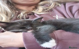 Mixed Breed cats for sale: Beautiful Playful Tuxedo Kitten - Image 1