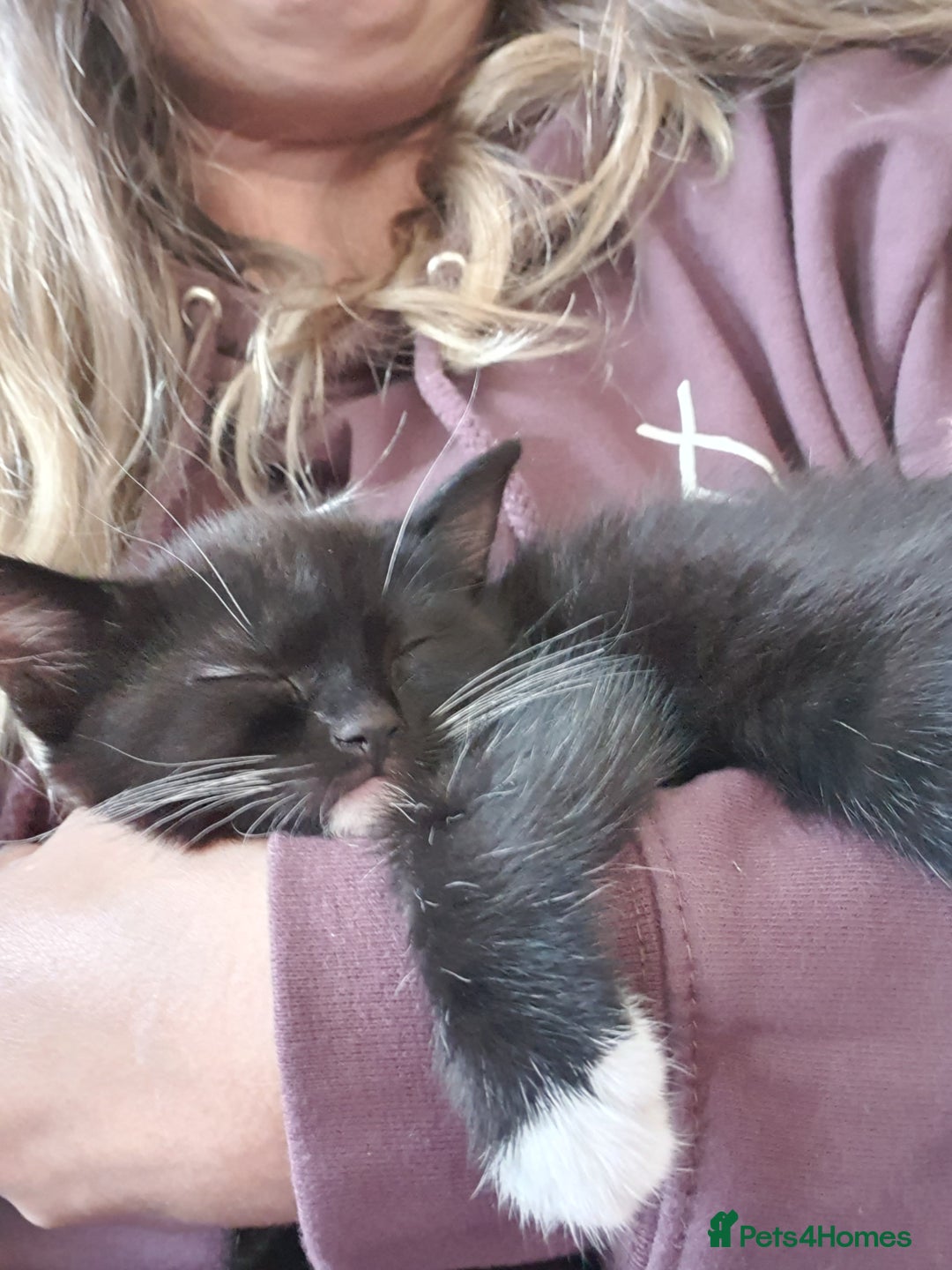 Mixed Breed cats for sale: Beautiful Playful Tuxedo Kitten - Image 1