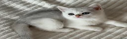 Scottish Fold cats for sale: Adorable Scottish Fold Kittens - Only 2 left - Advert 17