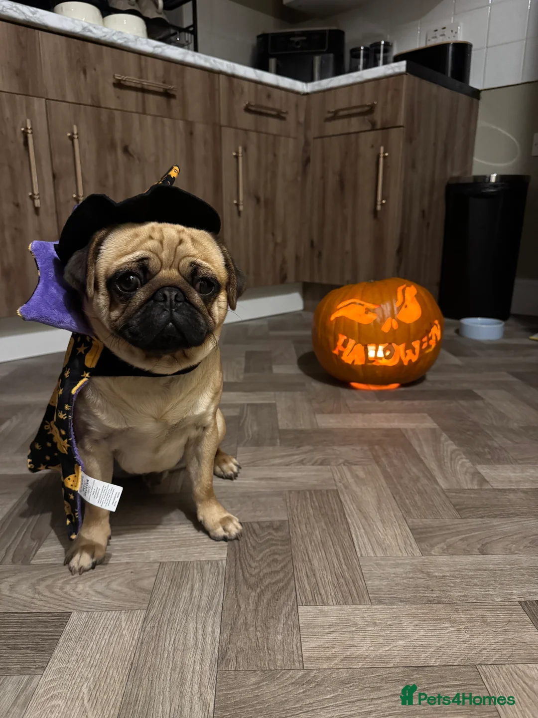 Pug dogs for stud: 🐾Handsome Pug Stud Available🐾 - Advert 3