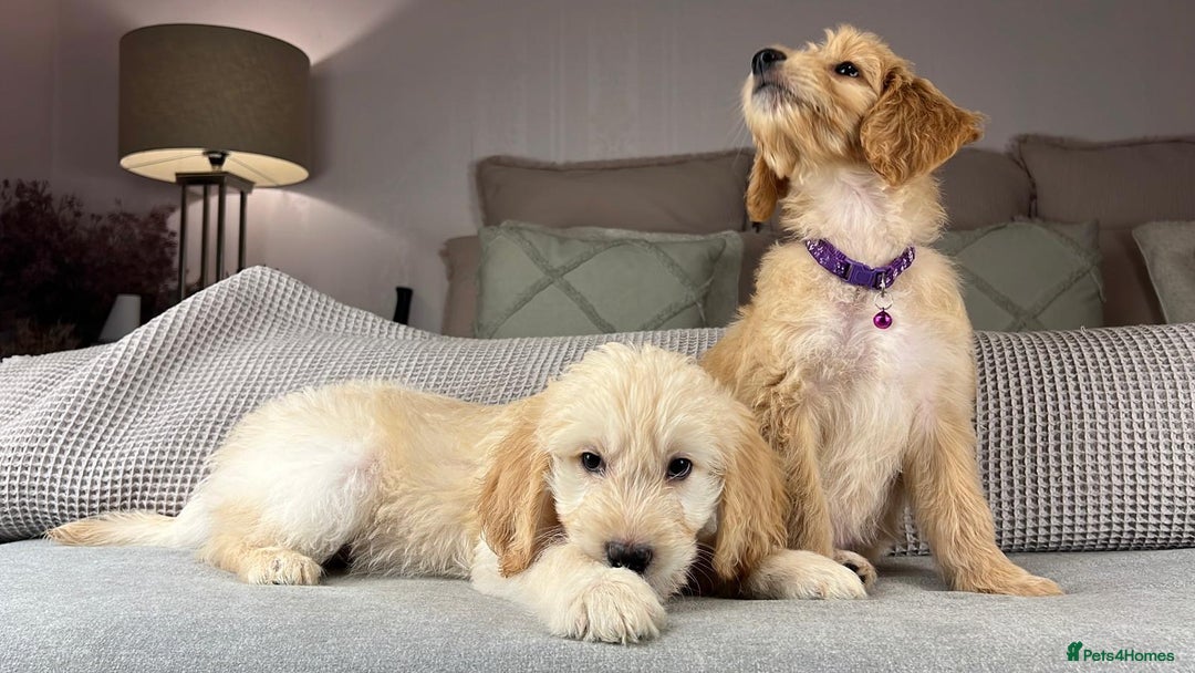 Goldendoodle dogs for sale: ABSOLUTELY GORGEOUS DOODLES  - Advert 14