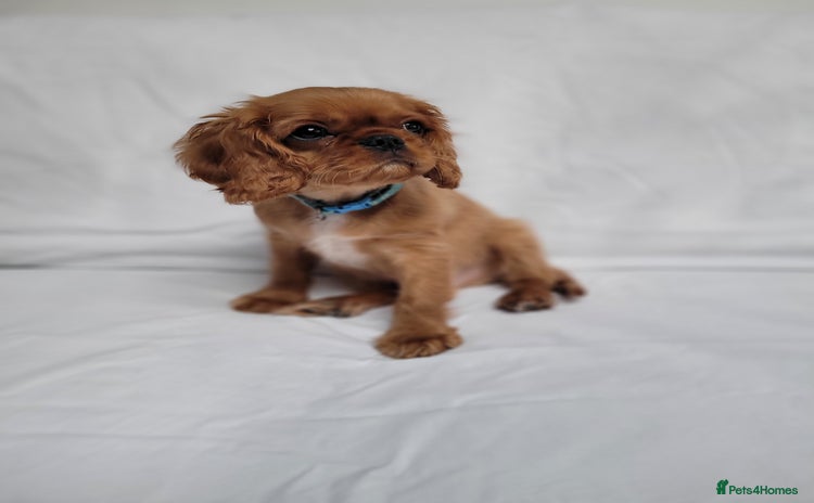 Cavalier King Charles Spaniel dogs - Advert 1